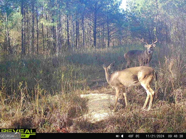 $916,300 | 0 County Line Road, Talbotton, GA 31827