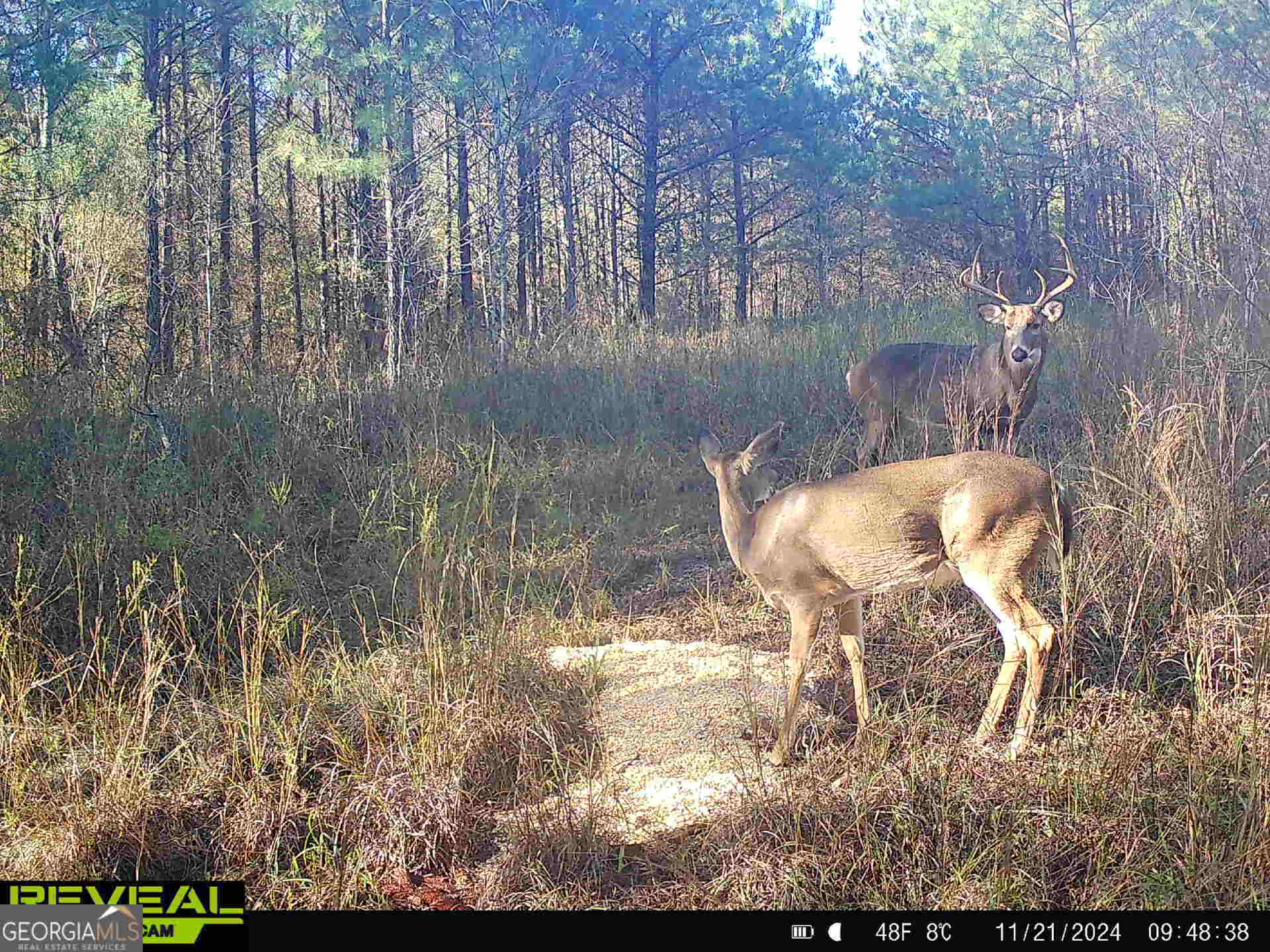 0 County Line Road Talbotton, GA 31827 - Photo 86 of 102