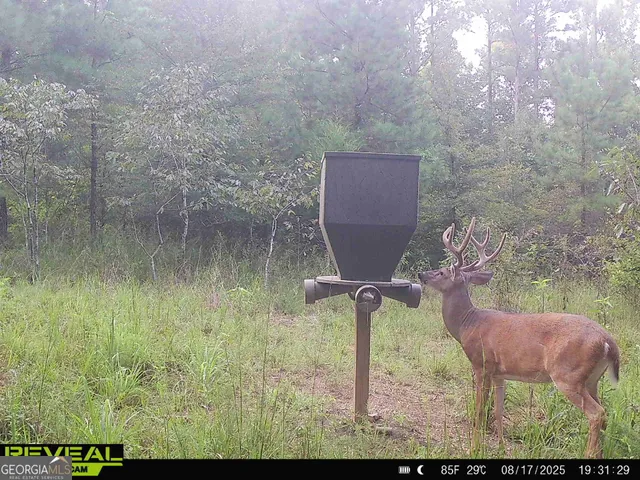 $916,300 | 0 County Line Road, Talbotton, GA 31827