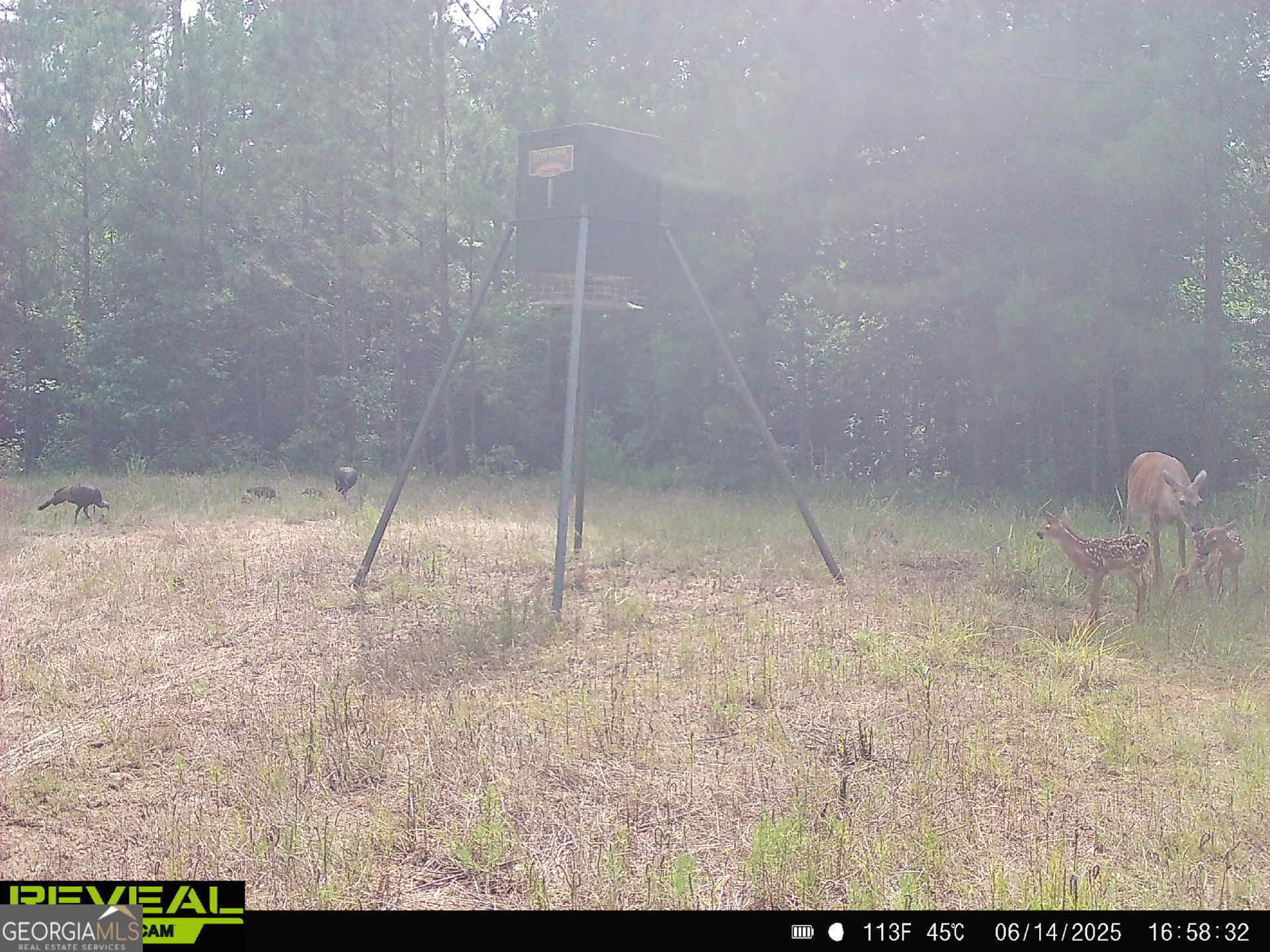 0 County Line Road Talbotton, GA 31827 - Photo 89 of 102