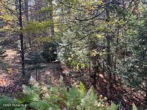 2004 Hoffman Road Schroon Lake, NY 12870 - Photo 40 of 45 woods