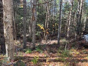 2004 Hoffman Road Schroon Lake, NY 12870 - Photo 41 of 45 woods1