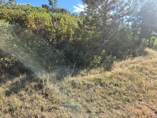 a view of a lake with a tree