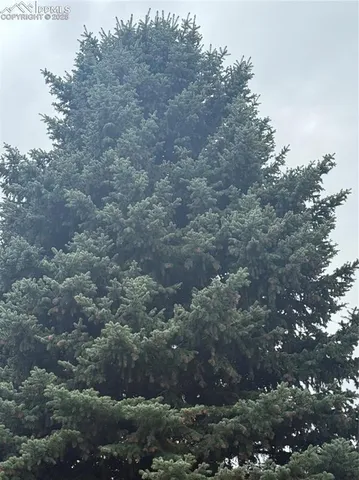 a view of a forest with a tree