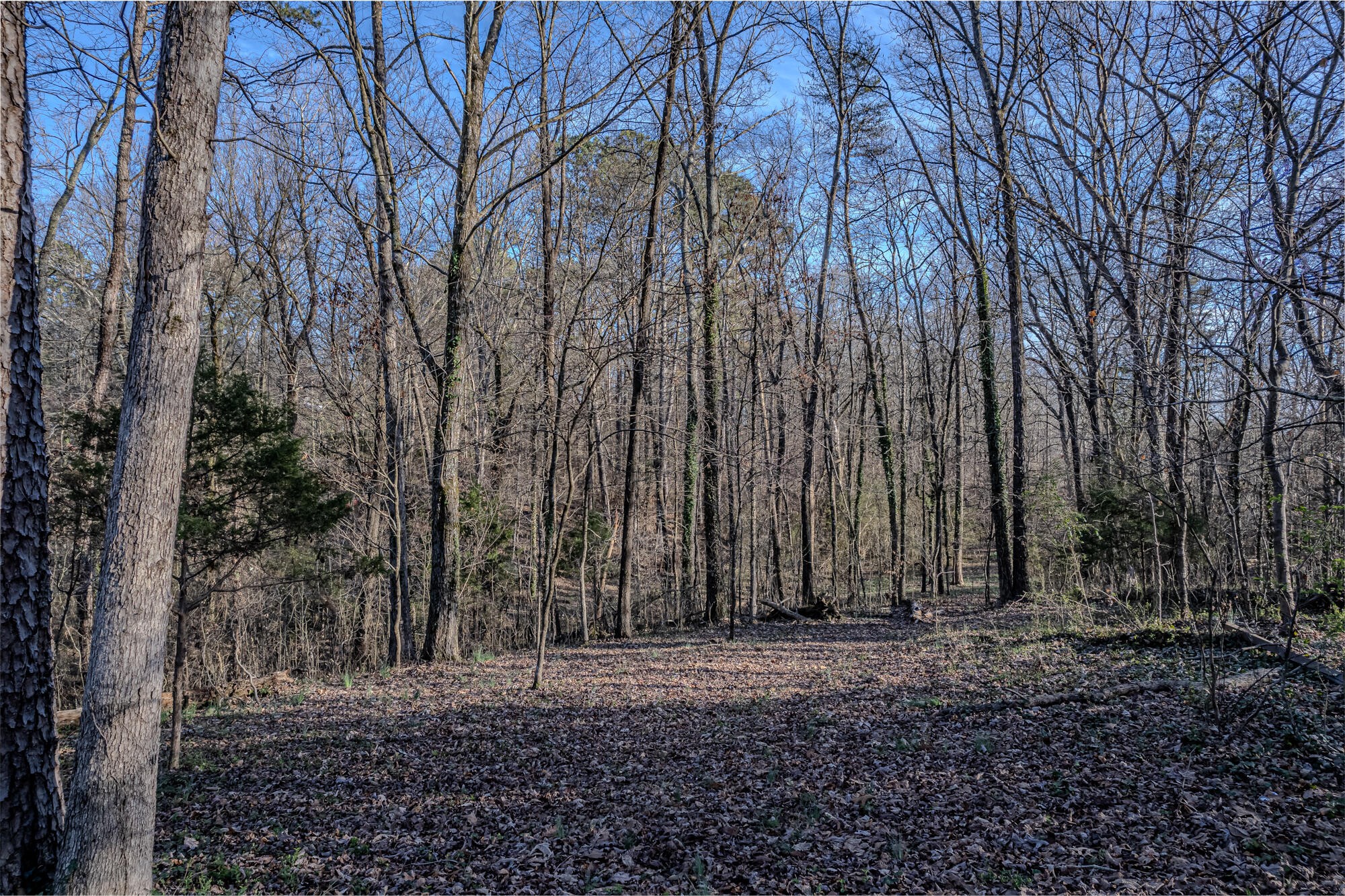 280 County Road 728 Riceville, TN 37370 - Photo 12 of 53 Gallery Image 12