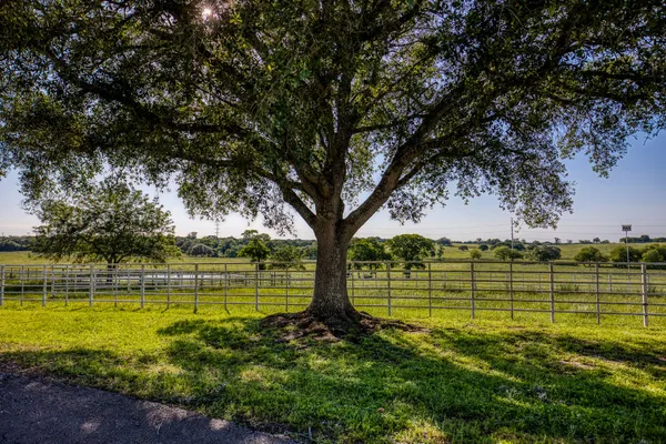 a view of a large trees with a big yard