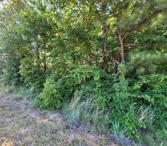 0 Stegall Road Huron, TN 38345 - Photo 4 of 8 a view of a lush green forest with lots of trees