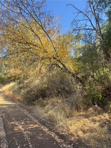 a view of a yard with large trees
