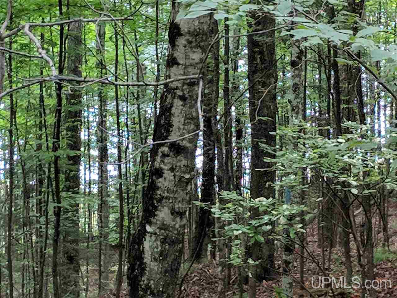 6.50-acres Fordville Road, Unit 27 STURGEON RIVER SI Foster City, MI 49807 - Photo 5 of 14