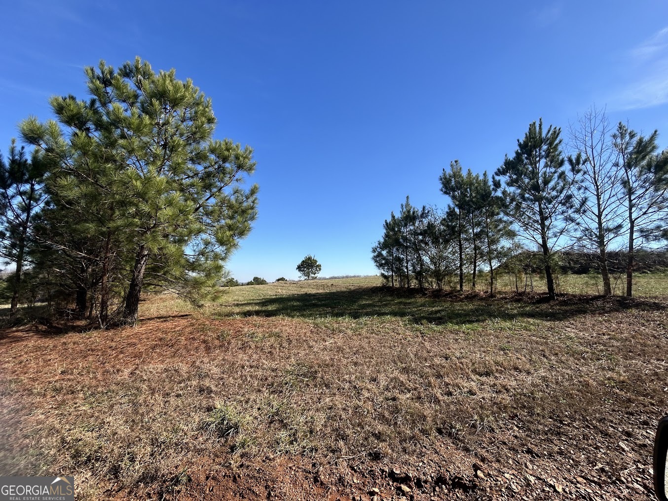 85 Blackjack Mountain Road Bowdon, GA 30108 - Photo 17 of 32 a view of a yard with a tree