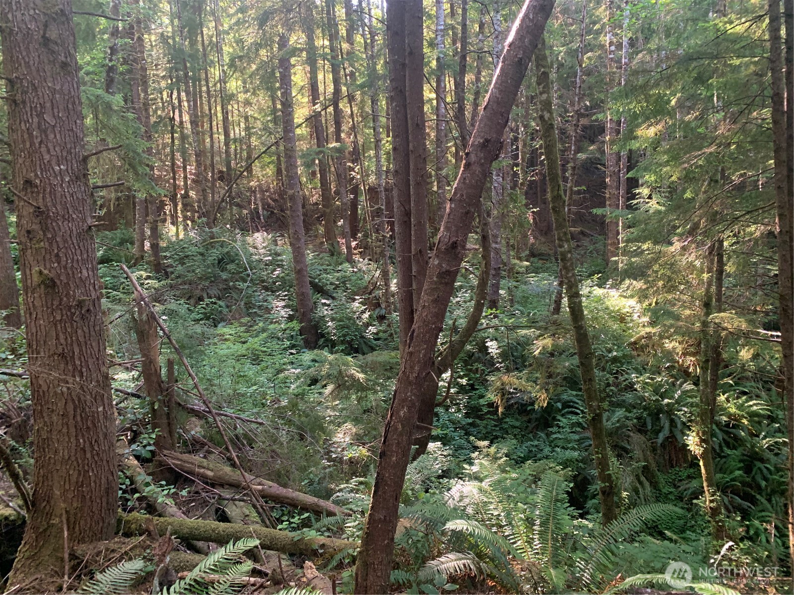 4-tract Parpala Road Naselle, WA 98638 - Photo 8 of 21