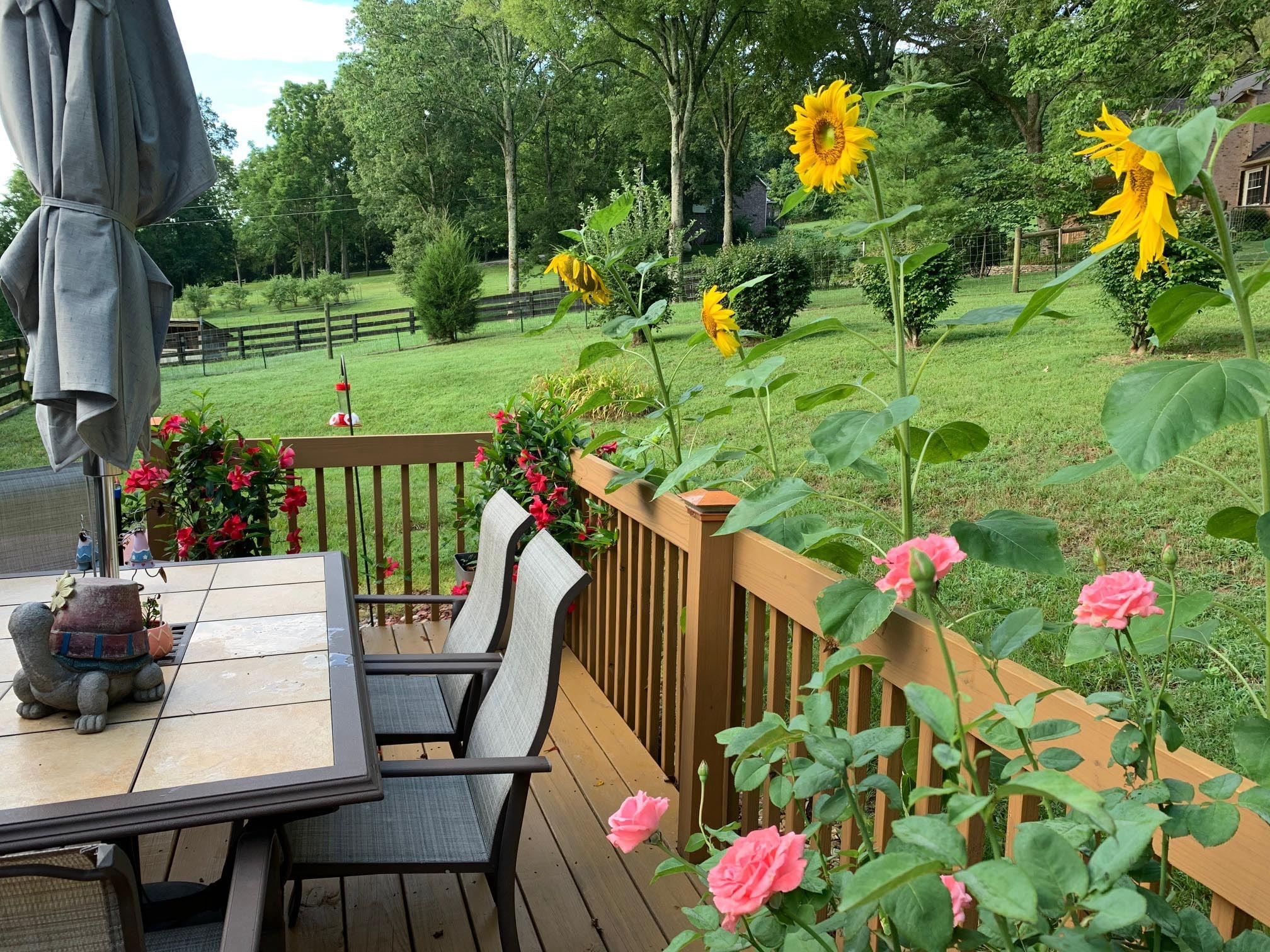 1741 Dean Road Thompson's Station, TN 37179 - Photo 37 of 54 a view of yard with seating space and trees in the background