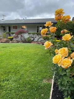 a view of a house with a yard and potted plants
