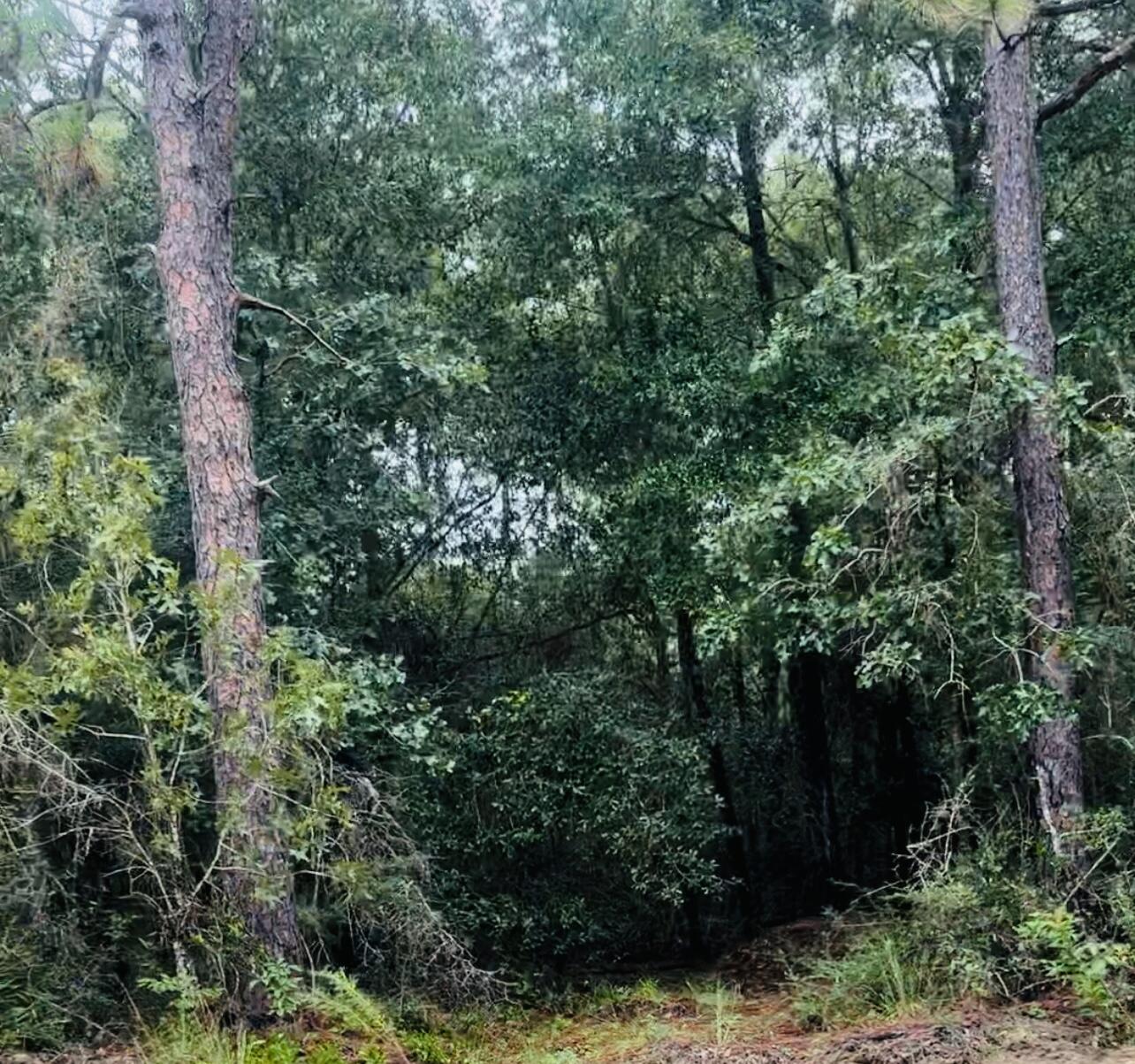 Tbd Lot C Ridgecrest Road Crestview, FL 32539 - Photo 3 of 5 a view of a lush green forest