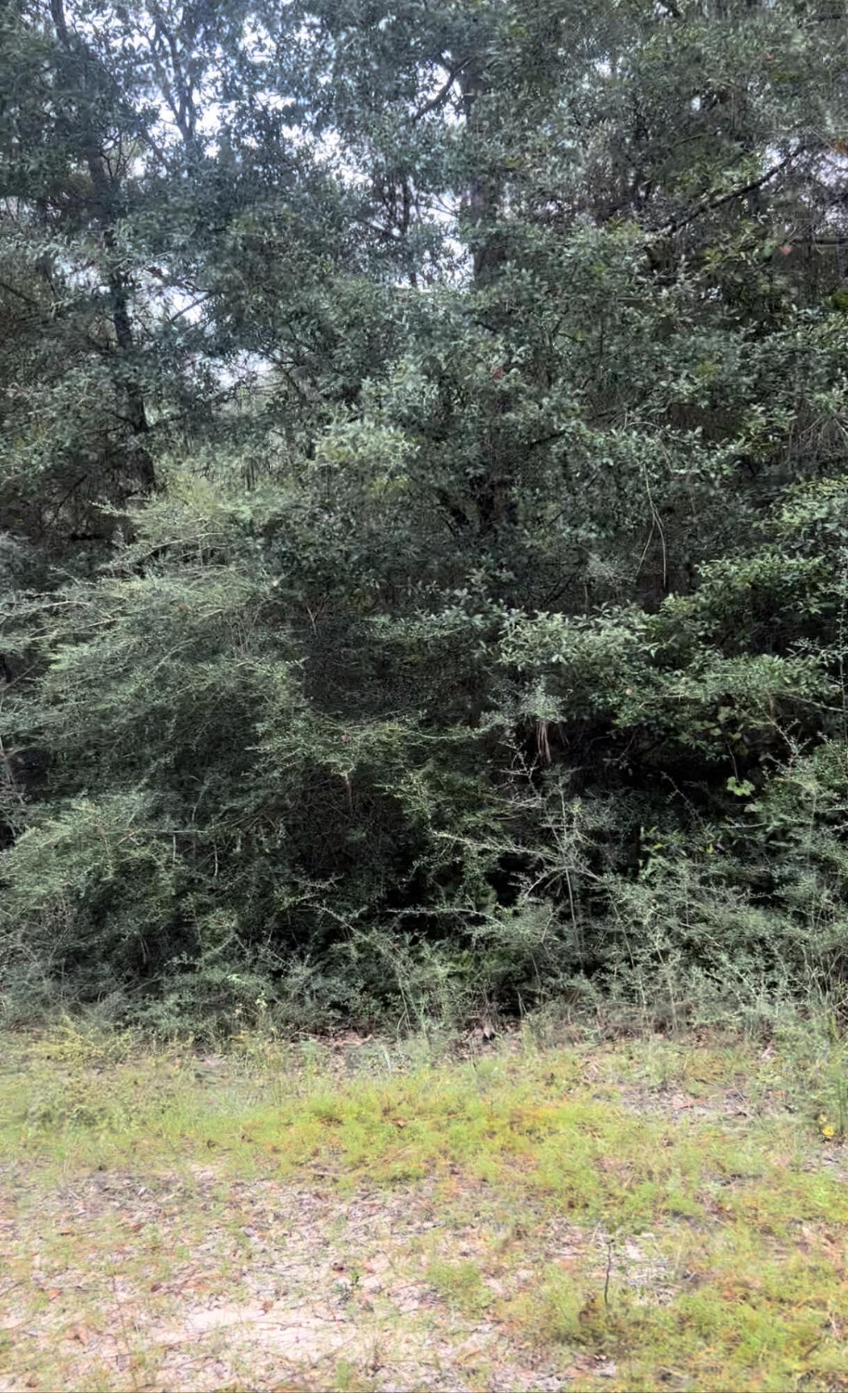 Tbd Lot C Ridgecrest Road Crestview, FL 32539 - Photo 5 of 5 a view of a yard