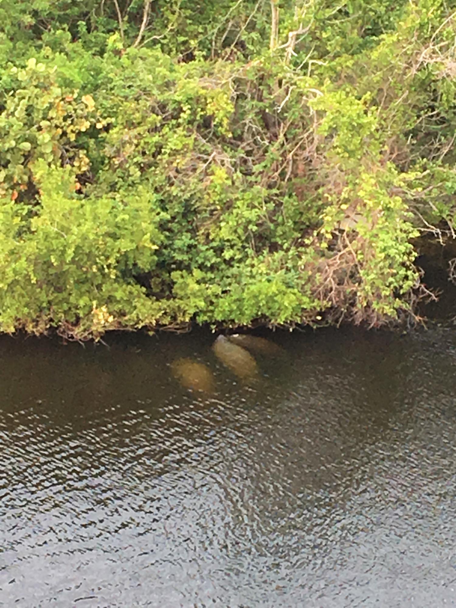 1631 Riverview Road, Unit 306 Deerfield Beach, FL 33441 - Photo 26 of 56 MANATEE SIGHTING ON THE ISLAND