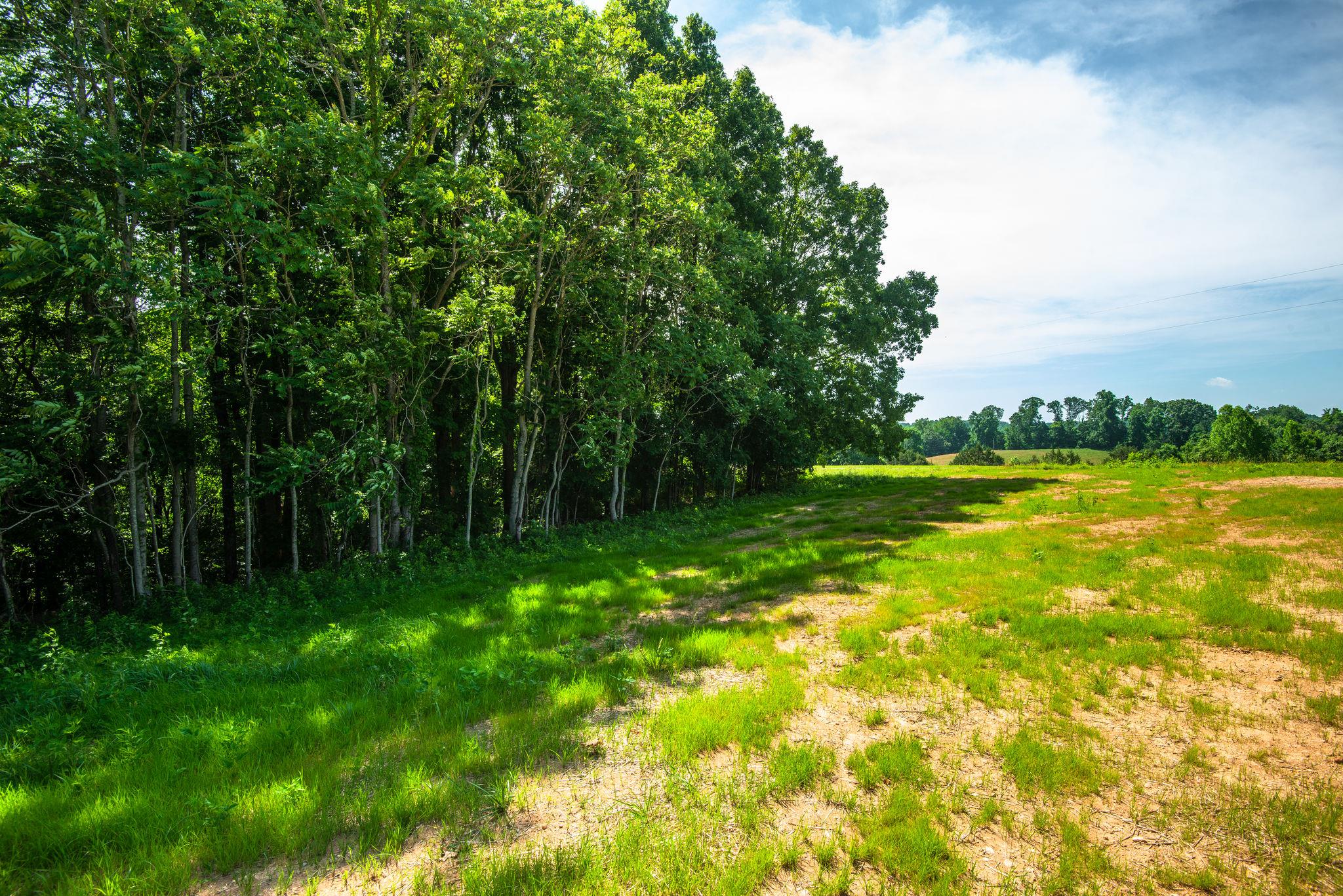1507 East Piney Road Dickson, TN 37055 - Photo 26 of 30 a view of a big yard with a large trees