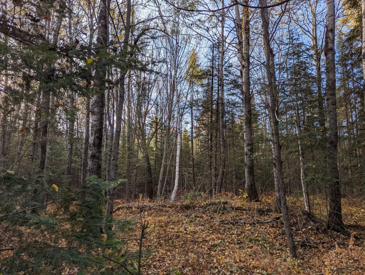 0 East Wilson Flowage Road Phillips, WI 54555 - Photo 6 of 39 Gallery Image 6