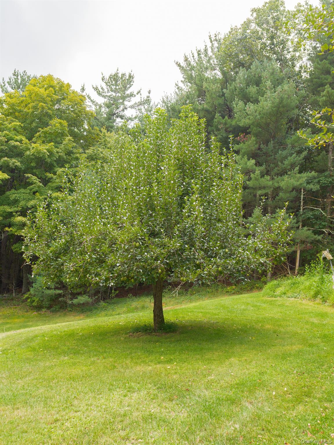 331 Mountain View Road, Unit 325 Rhinebeck, NY 12572 - Photo 11 of 37 Pear tree, also apple tree