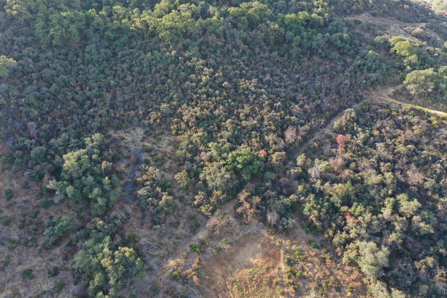 645 Kanaka Valley Road Rescue, CA 95672 - Photo 13 of 47 a close up of a tree