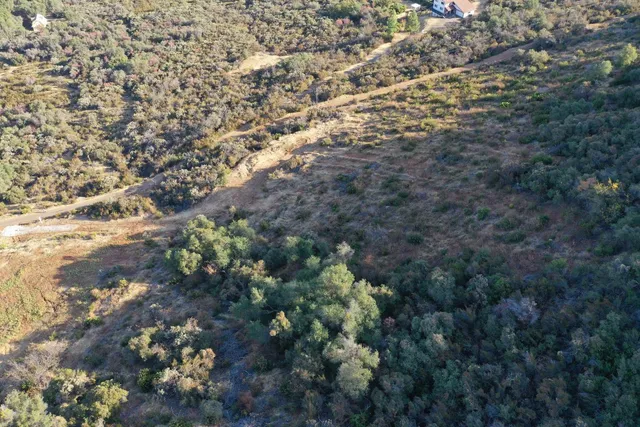 a view of a forest with lots of trees