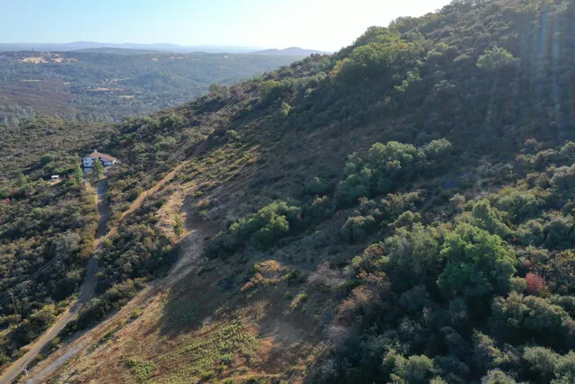 a view of a forest with a tree