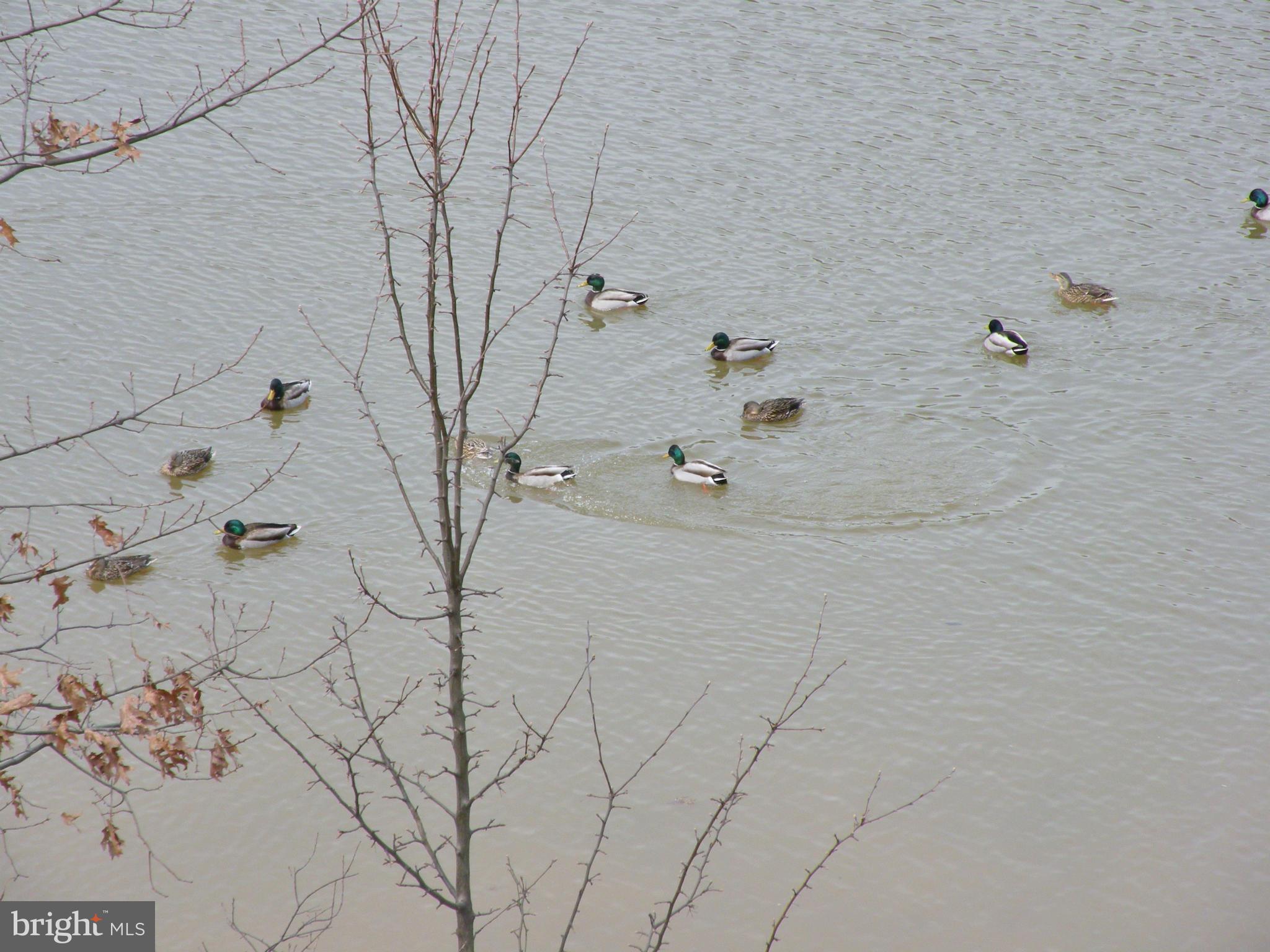 782 Powhatan Beach Road Pasadena, MD 21122 - Photo 5 of 7 Enjoy the waterfront wildlife!