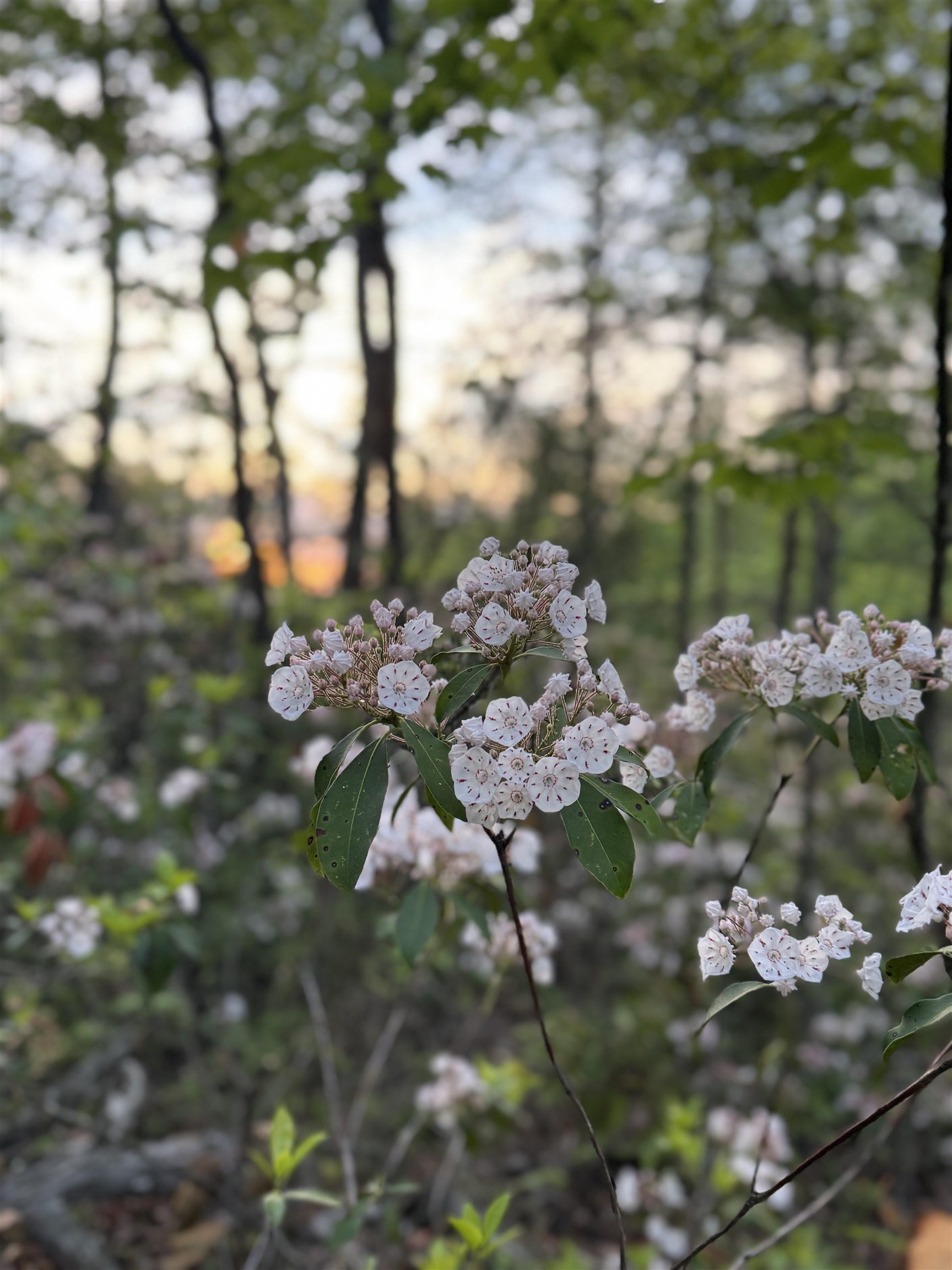 Tbd Stribling Springs Road Mount Solon, VA 22843 - Photo 23 of 40