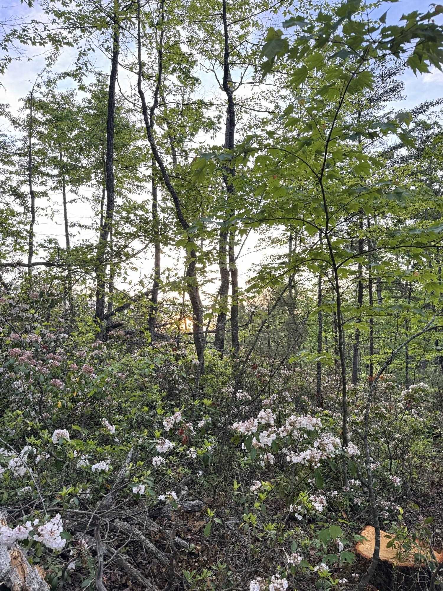 Tbd Stribling Springs Road Mount Solon, VA 22843 - Photo 24 of 40