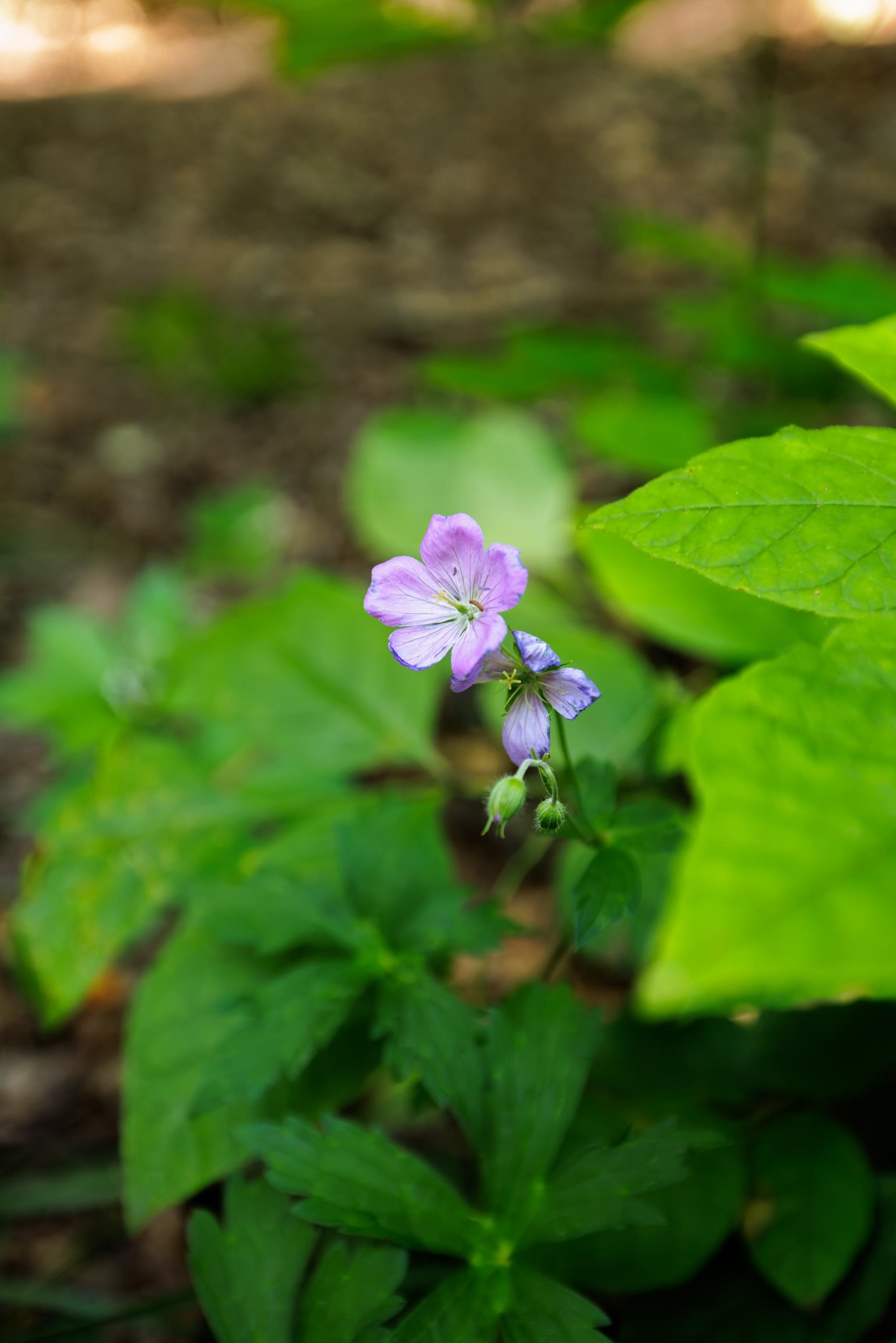 Tbd Stribling Springs Road Mount Solon, VA 22843 - Photo 32 of 40