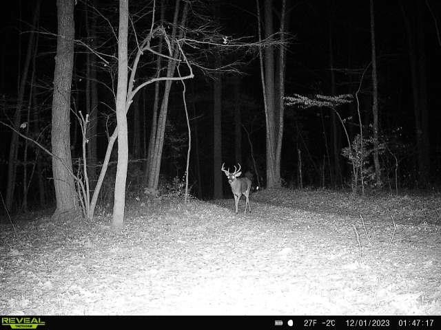 Tbd Stribling Springs Road Mount Solon, VA 22843 - Photo 35 of 40