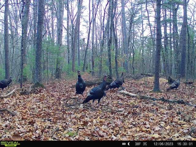 Tbd Stribling Springs Road Mount Solon, VA 22843 - Photo 36 of 40