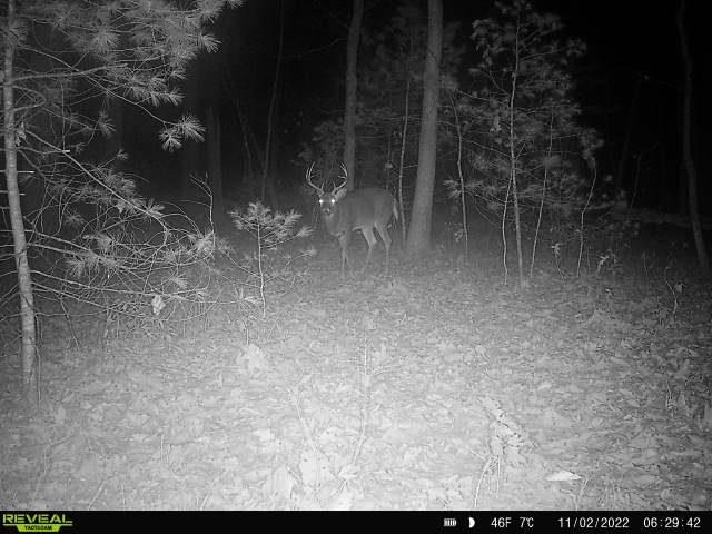 Tbd Stribling Springs Road Mount Solon, VA 22843 - Photo 37 of 40