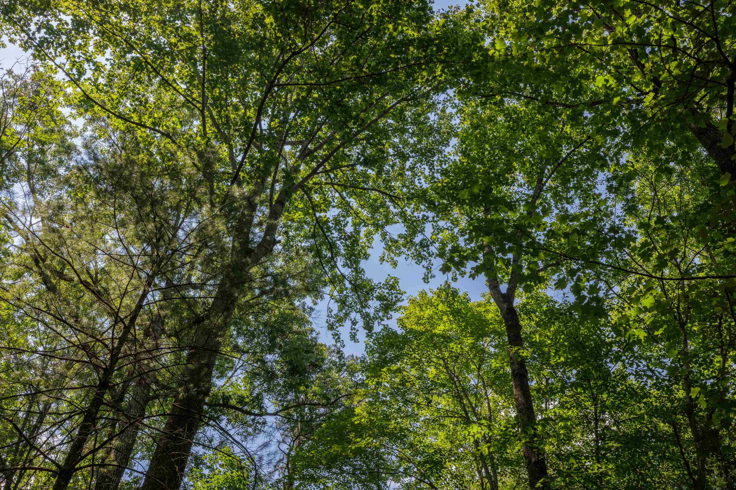 Tbd Stribling Springs Road Mount Solon, VA 22843 - Photo 39 of 40