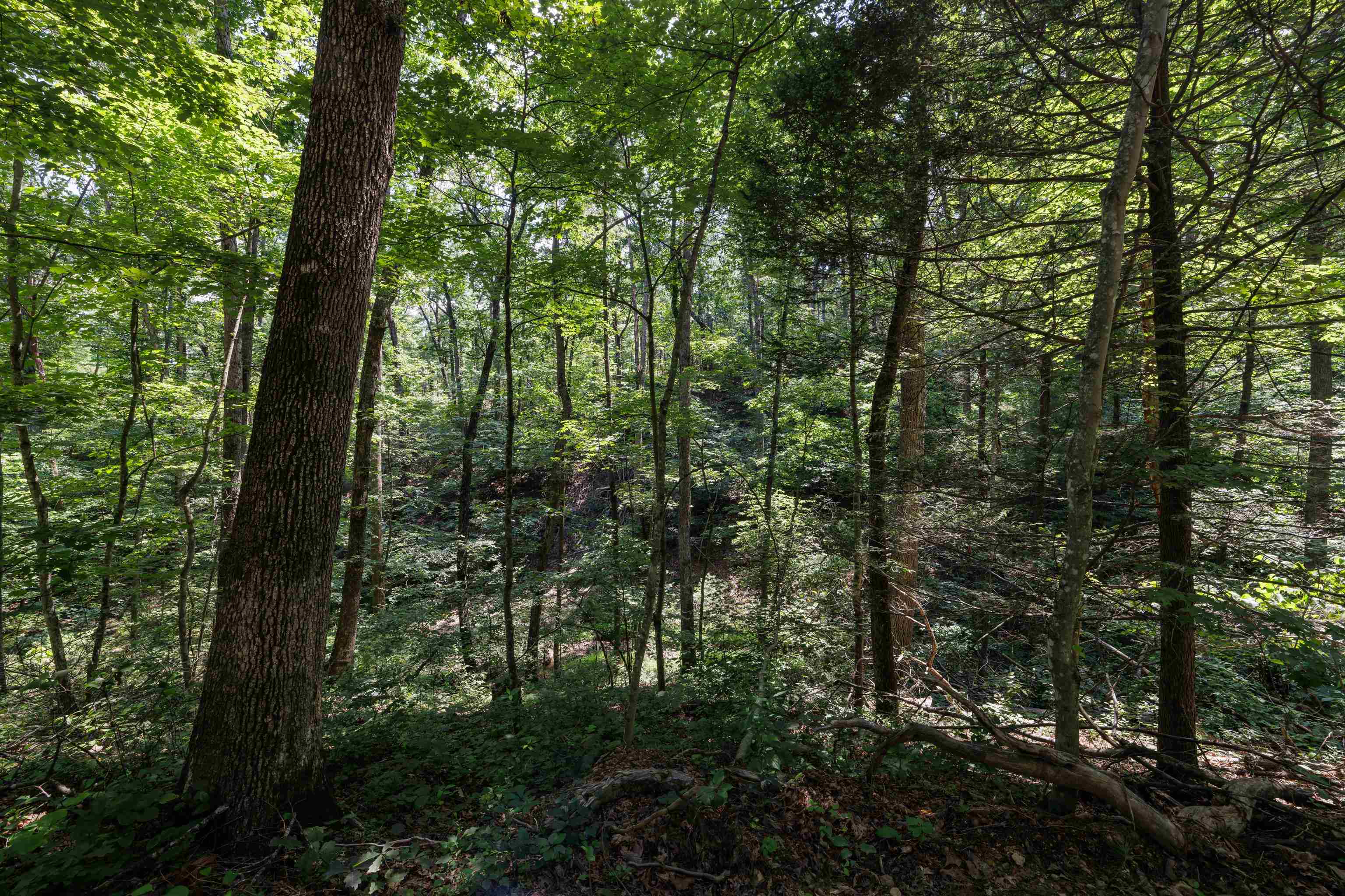 Tbd Stribling Springs Road Mount Solon, VA 22843 - Photo 40 of 40