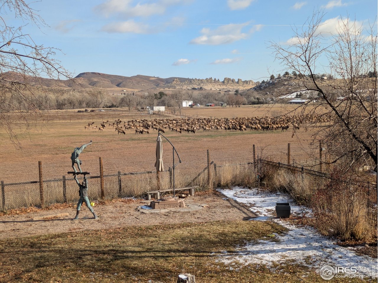 8108 Buck Ridge Lane Loveland, CO 80538 - Photo 26 of 47 Wildlife in your own backyard!