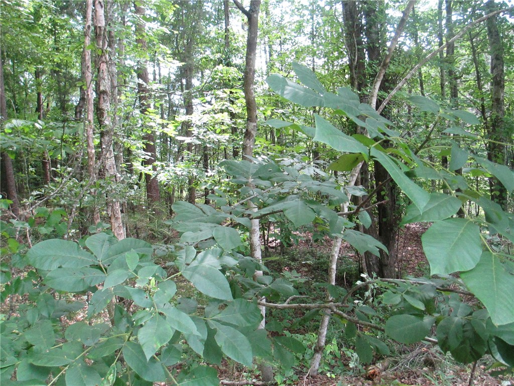 0 Bonner Road Mountain Rest, SC 29664 - Photo 3 of 3 Gallery Image 3