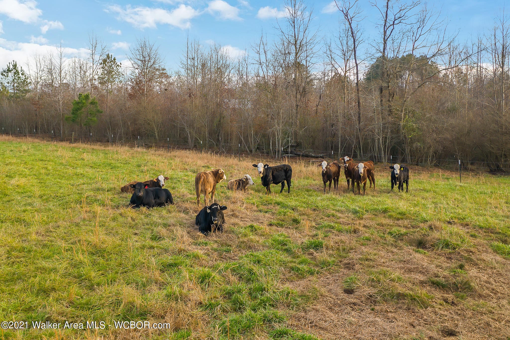 113 County Road Double Springs, AL 35553 - Photo 34 of 37 Gallery Image 34