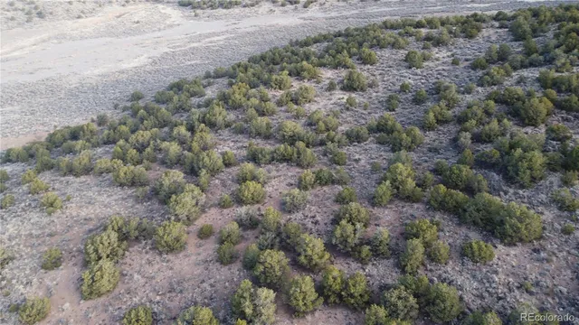a view of a dry yard with a tree