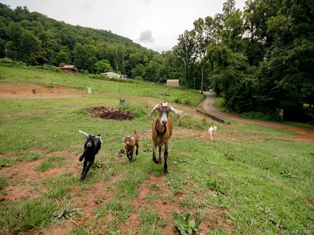 565 School Road East Asheville, NC 28803 - Photo 20 of 22