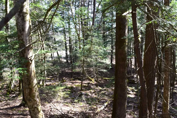 $15,500 | Lot 14 Hanover Drive, Woodsville, NH 03785
