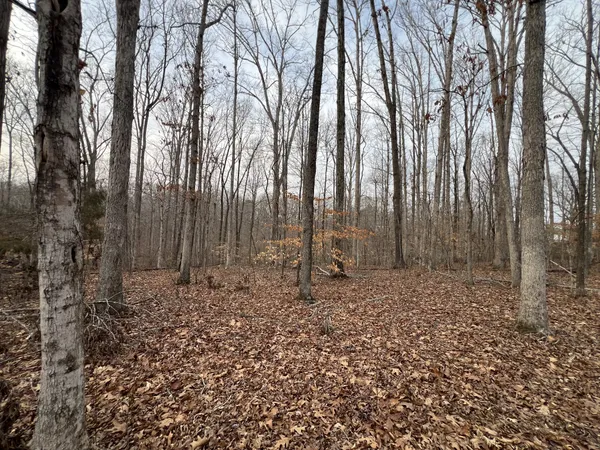 a view of outdoor space with large trees