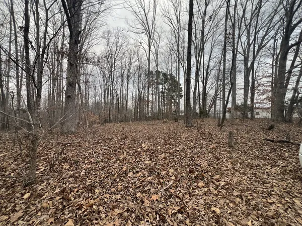 a view of a backyard with large trees