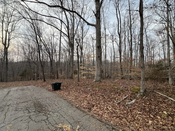 a view of a forest with trees in the background