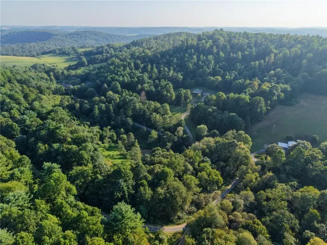 a view of a lush green forest with lots of trees