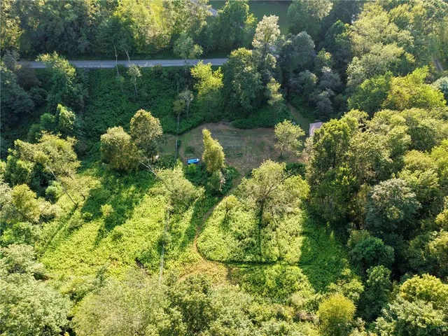 a view of a forest with a tree
