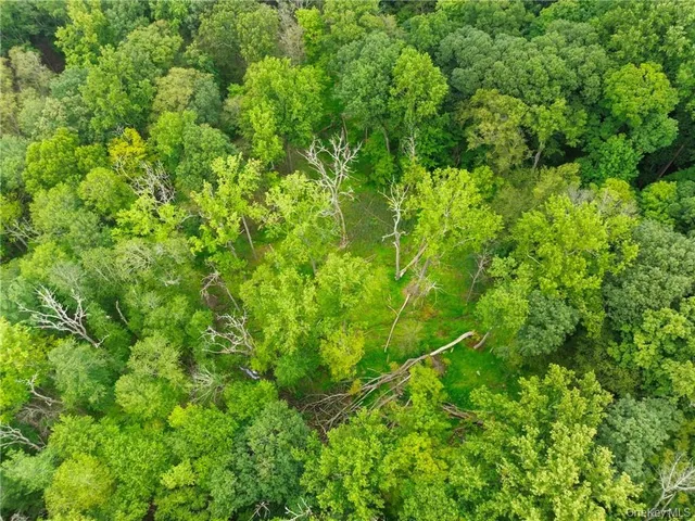 a view of a lush green forest