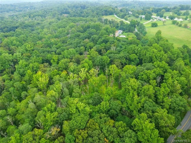 a view of lush green forest