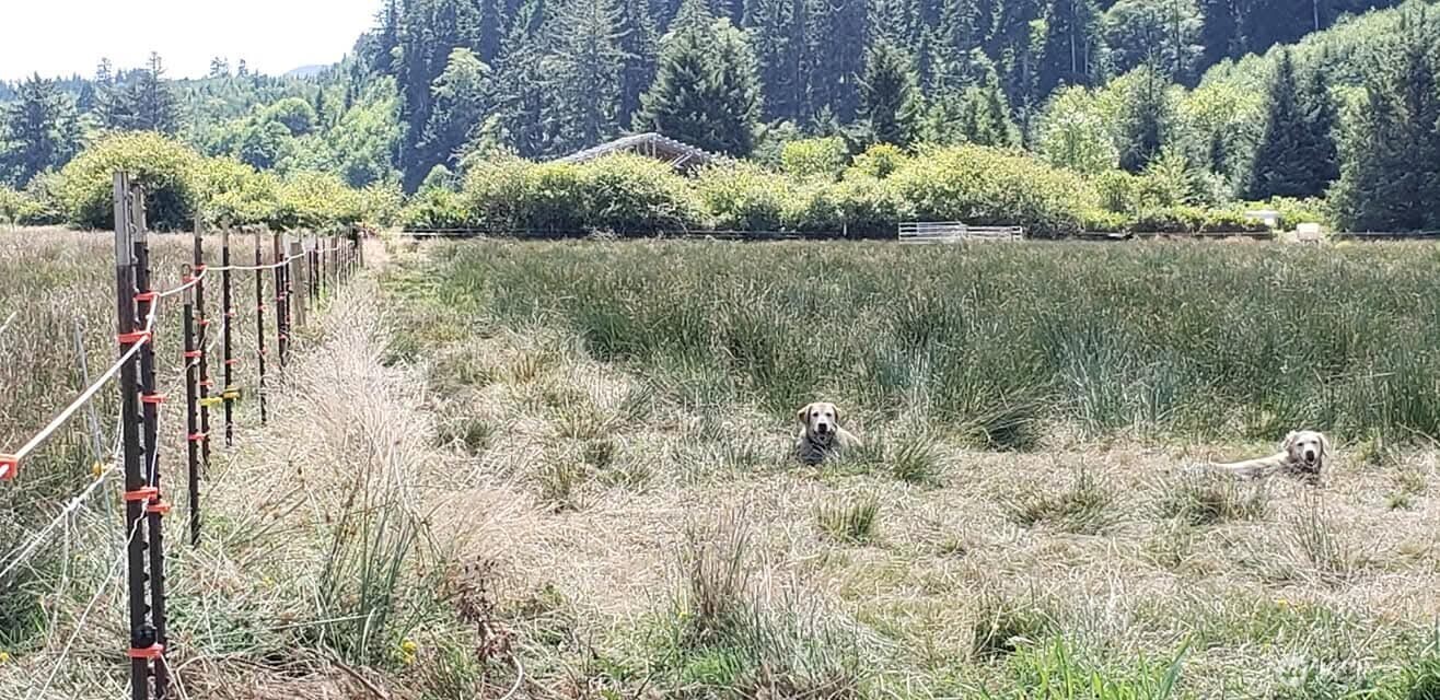 468 Parpala Road Naselle, WA 98638 - Photo 13 of 18