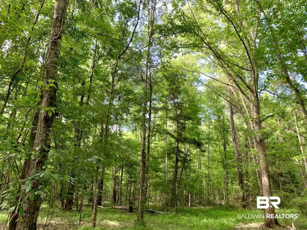 0 Country Road Uriah, AL 36480 - Photo 7 of 49